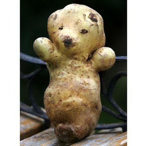 Bear potato